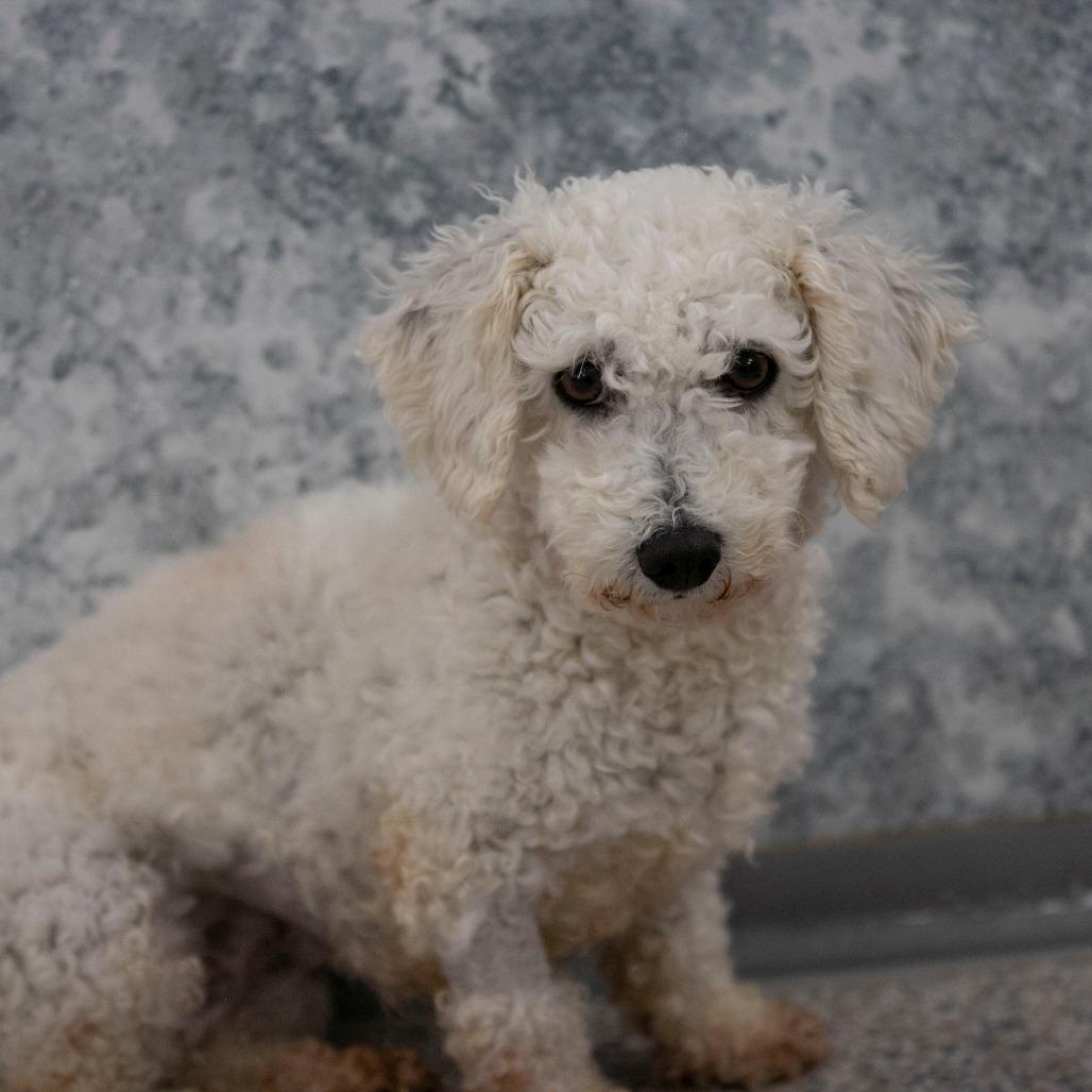 Skyler (OT25-92), a Adoptable Bichon Frise in Peyton, CO image 3/4