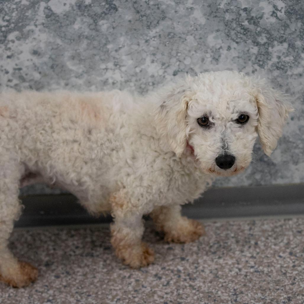 Skyler (OT25-92), a Adoptable Bichon Frise in Peyton, CO image 4/4