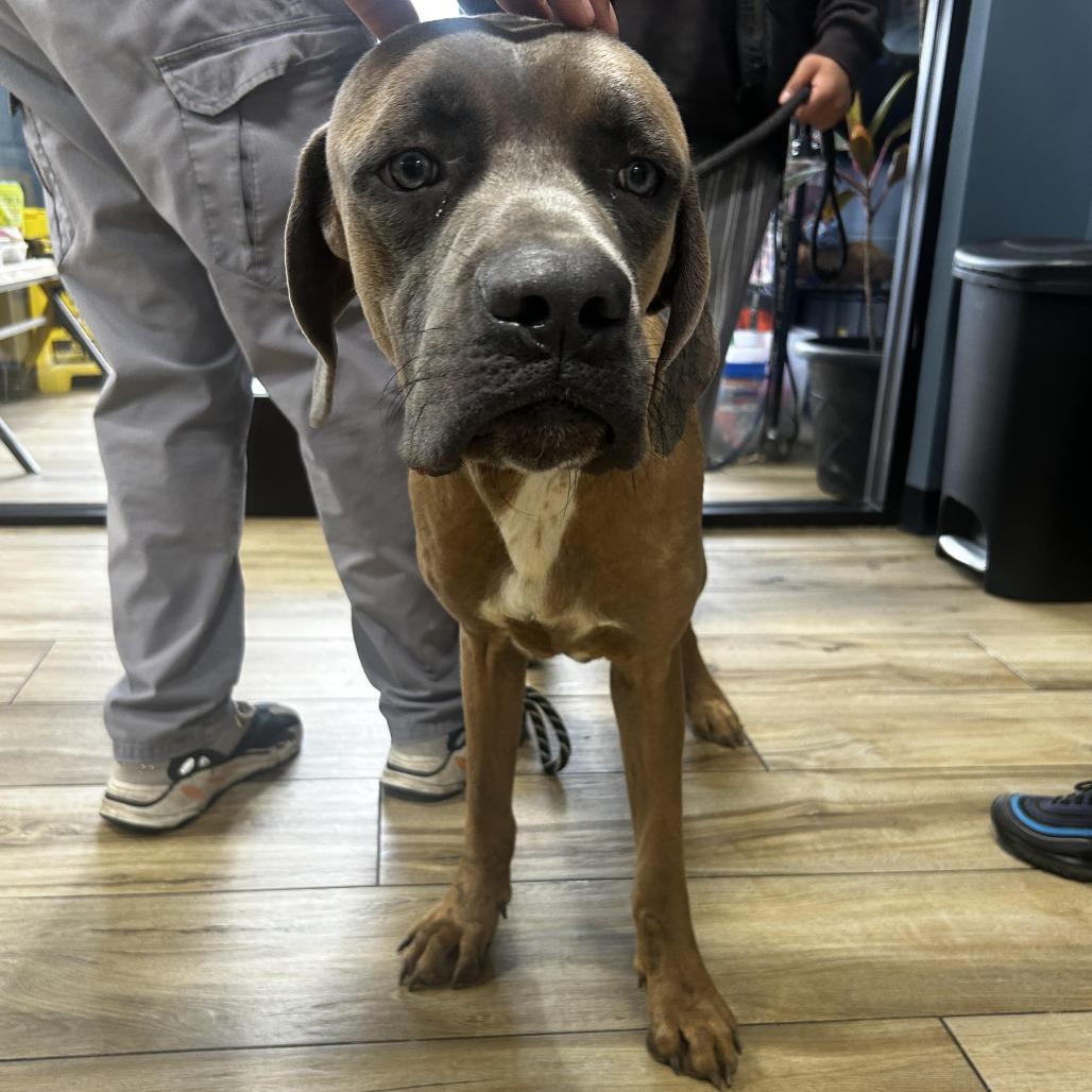Enlarge Beamer, a Adoptable Cane Corso in Newark, NJ image 1/1
