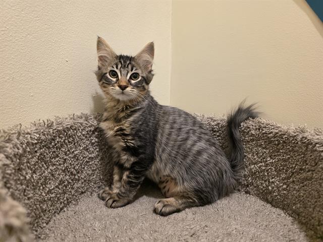 MILAGROS, Adoptable, Kitten Female Domestic Short Hair.