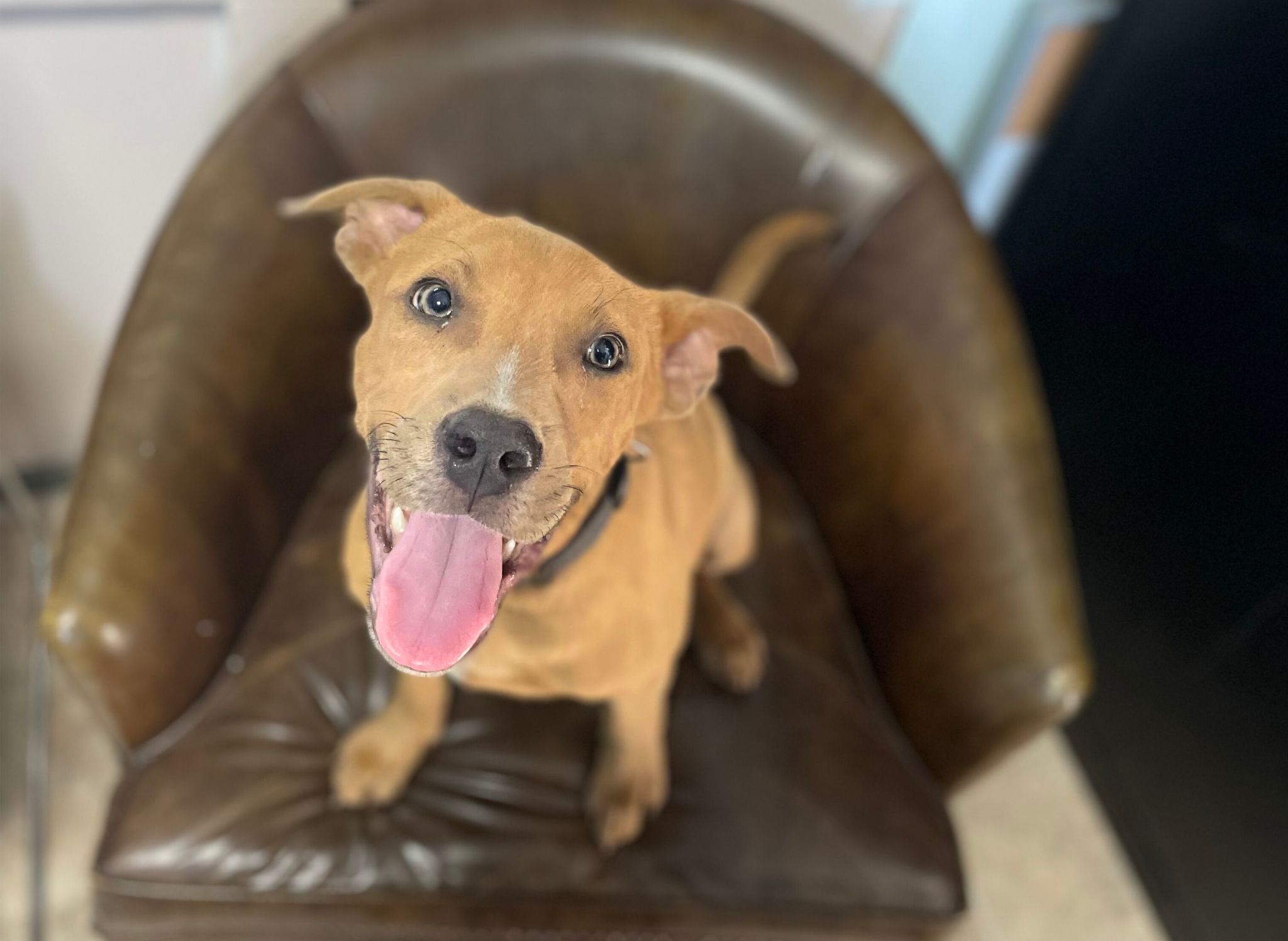 Dog for adoption Zuma, a Yellow Labrador Retriever Mix in Tipton, IA