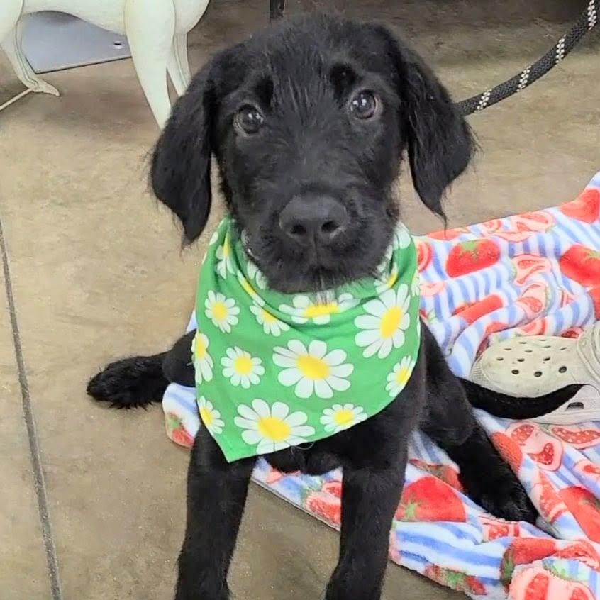 Bubble, ADOPTABLE, Young Male Black Labrador Retriever & Schnauzer.