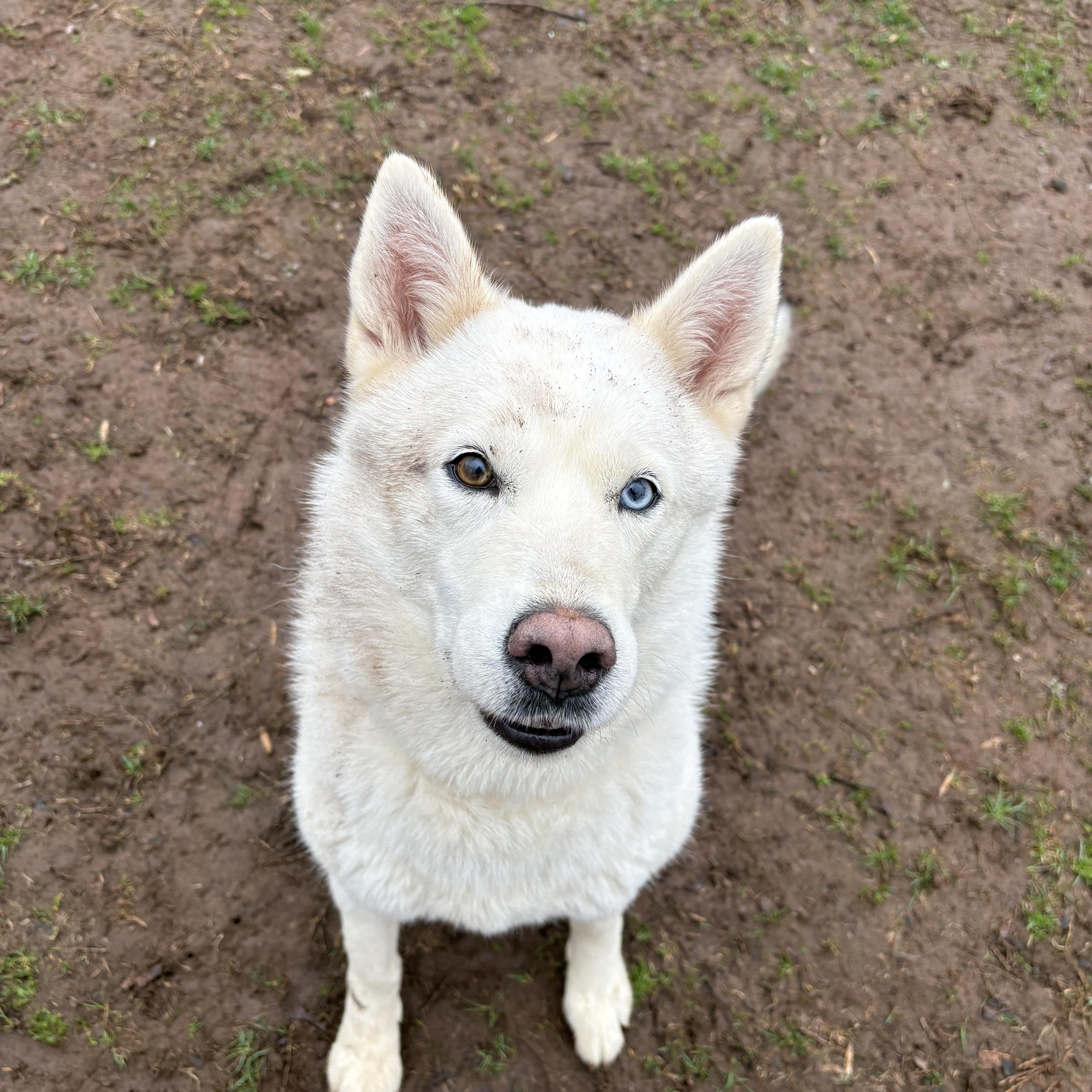 Enlarge Aioli, a Adoptable Husky in North Haven, CT image 1/6
