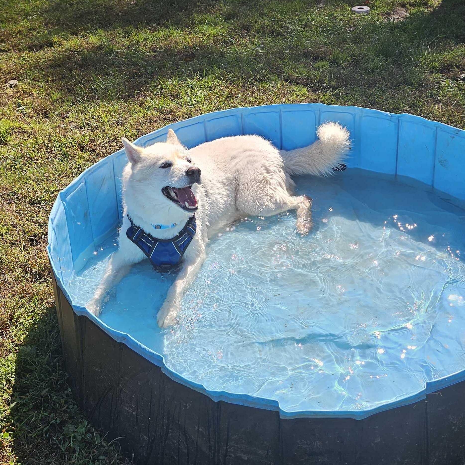Enlarge Aioli, a Adoptable Husky in North Haven, CT image 4/6