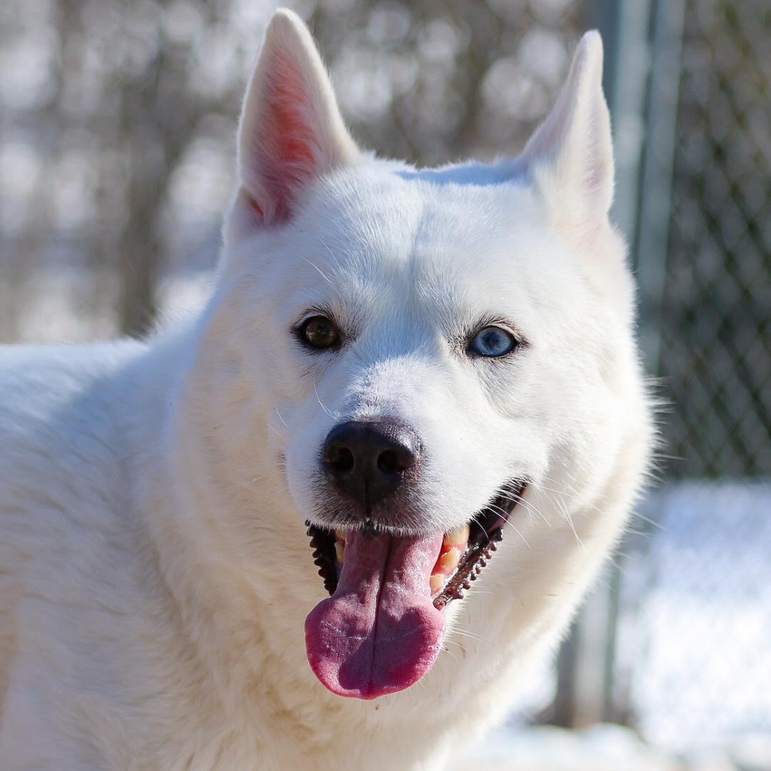 Enlarge Aioli, a Adoptable Husky in North Haven, CT image 5/6