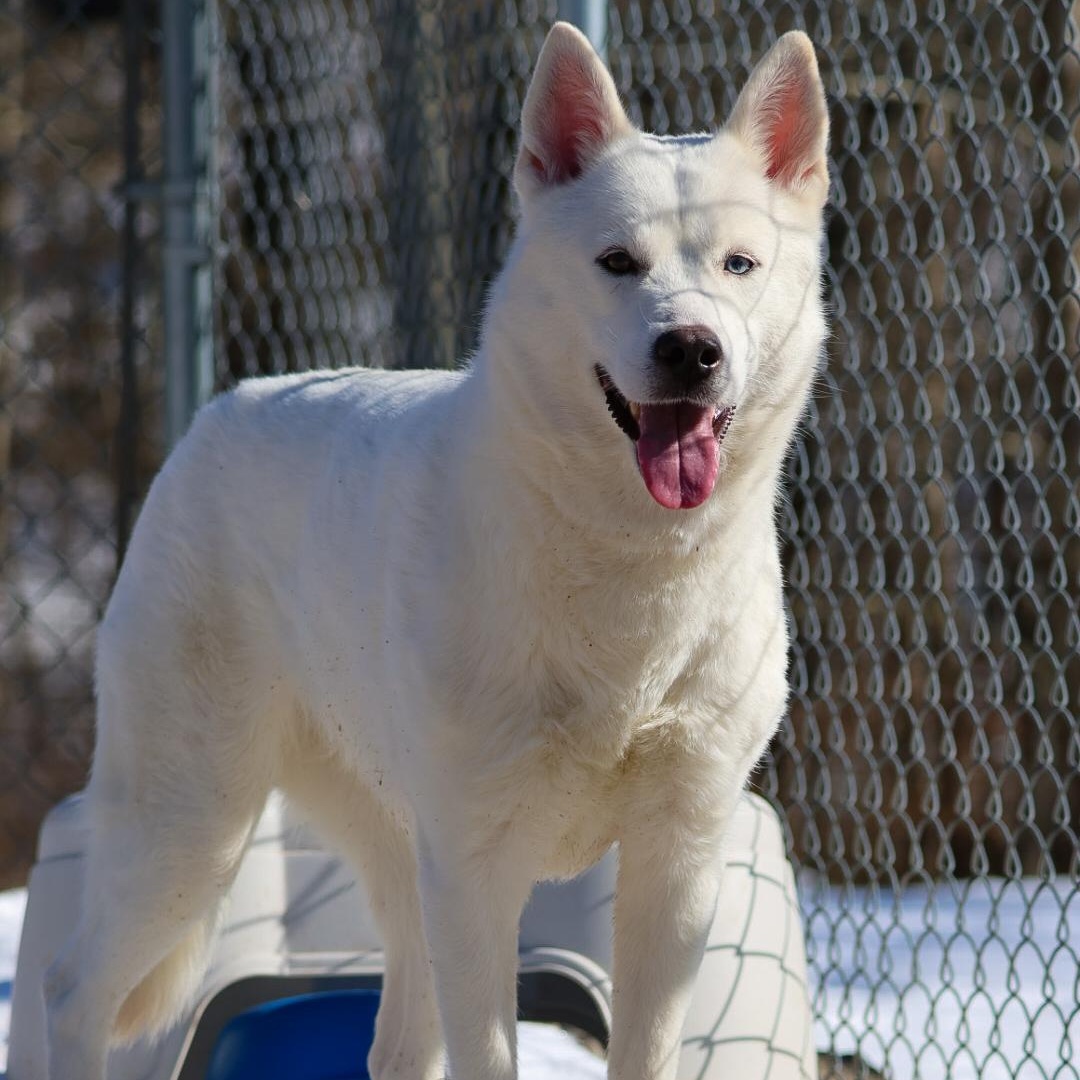 Enlarge Aioli, a Adoptable Husky in North Haven, CT image 1/6