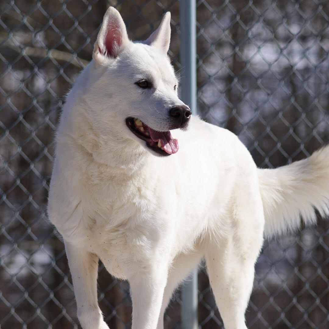 Enlarge Aioli, a Adoptable Husky in North Haven, CT image 3/6