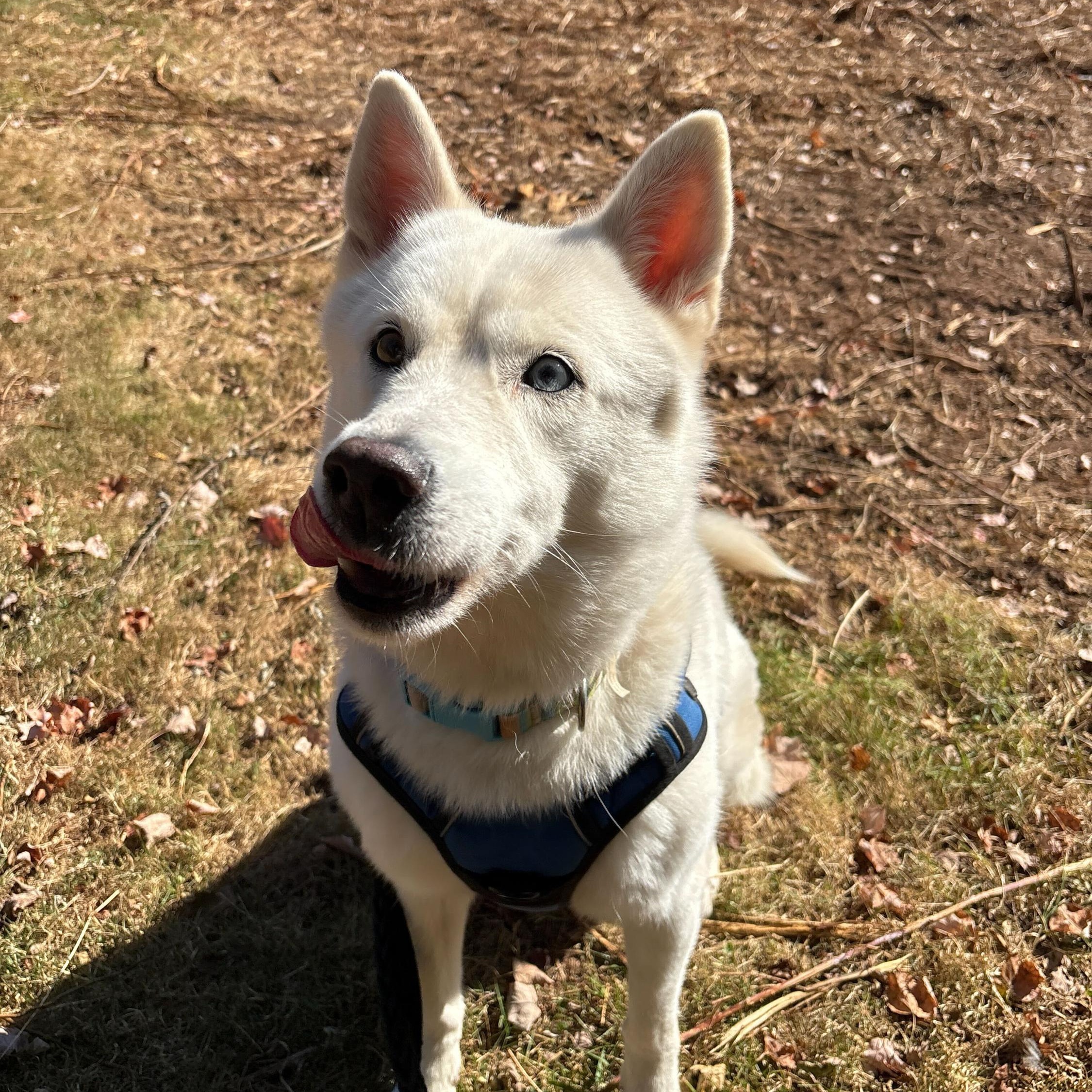 Enlarge Aioli, a Adoptable Husky in North Haven, CT image 2/6