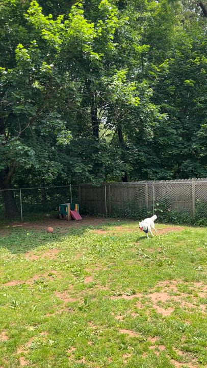 Enlarge Aioli, a Adoptable Husky in North Haven, CT video 6/6