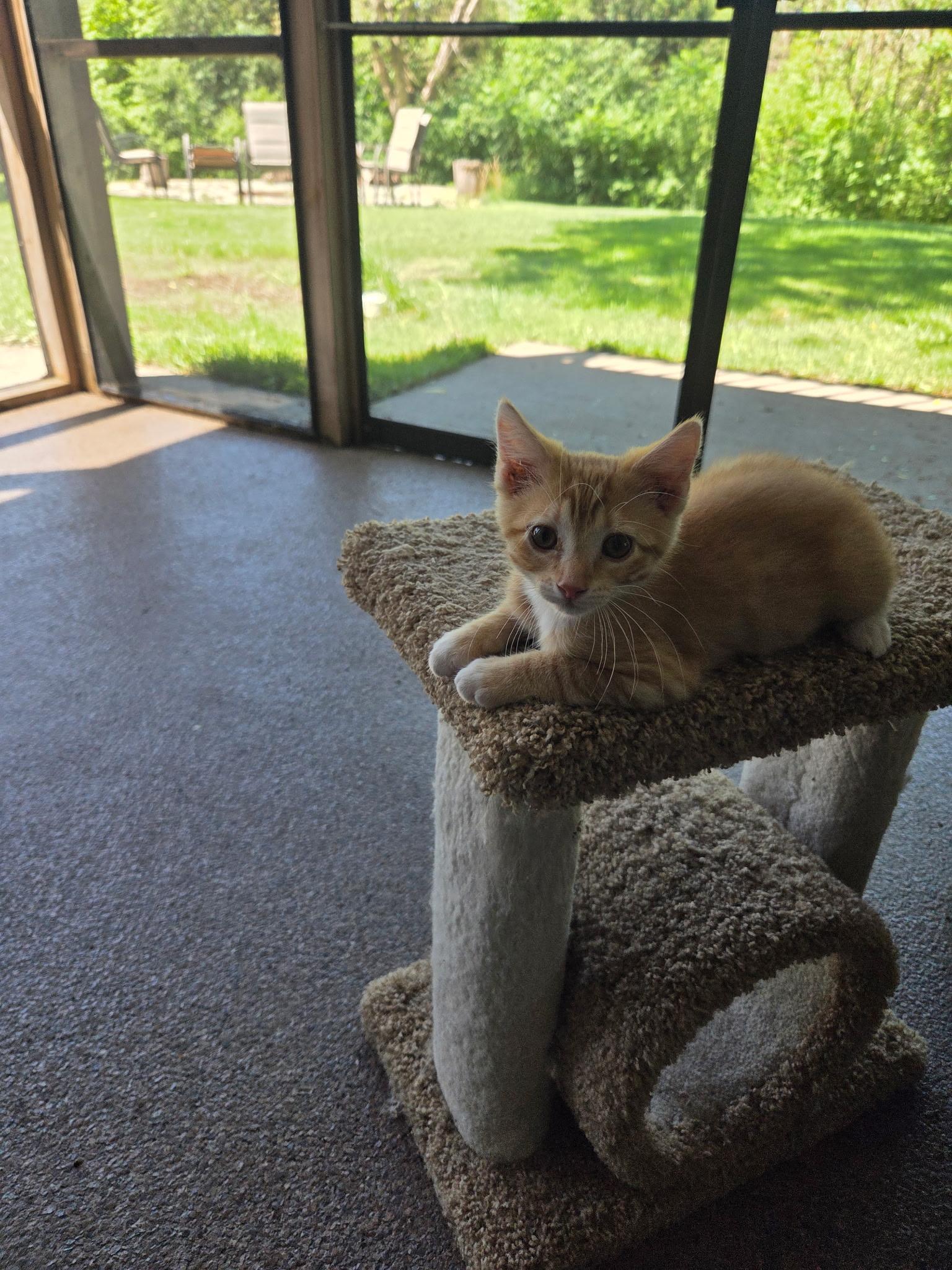Enlarge Esmeralda, an adopted Domestic Short Hair in Farmington, MN image 3/3