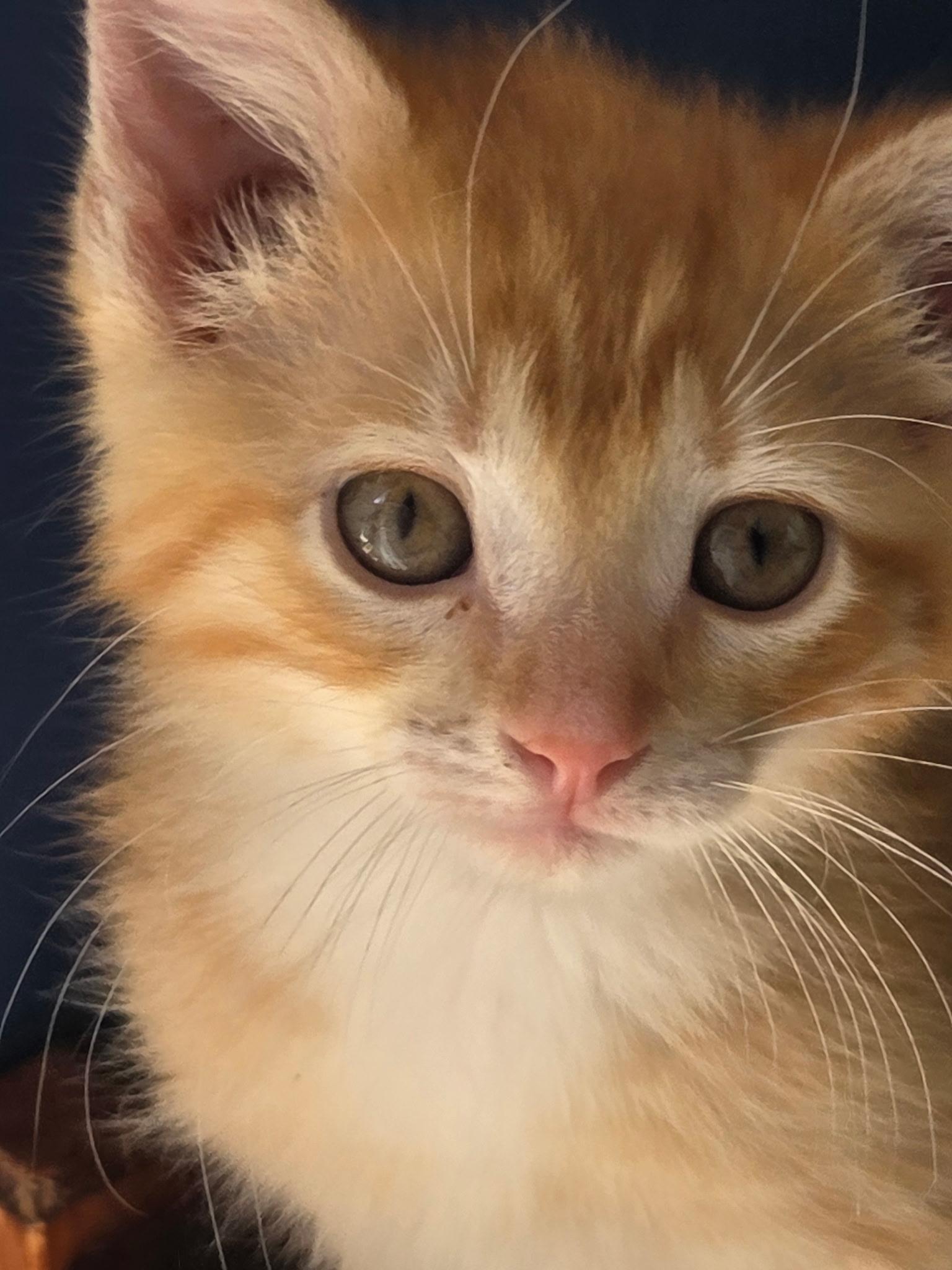 Enlarge Esmeralda, an adopted Domestic Short Hair in Farmington, MN image 1/3