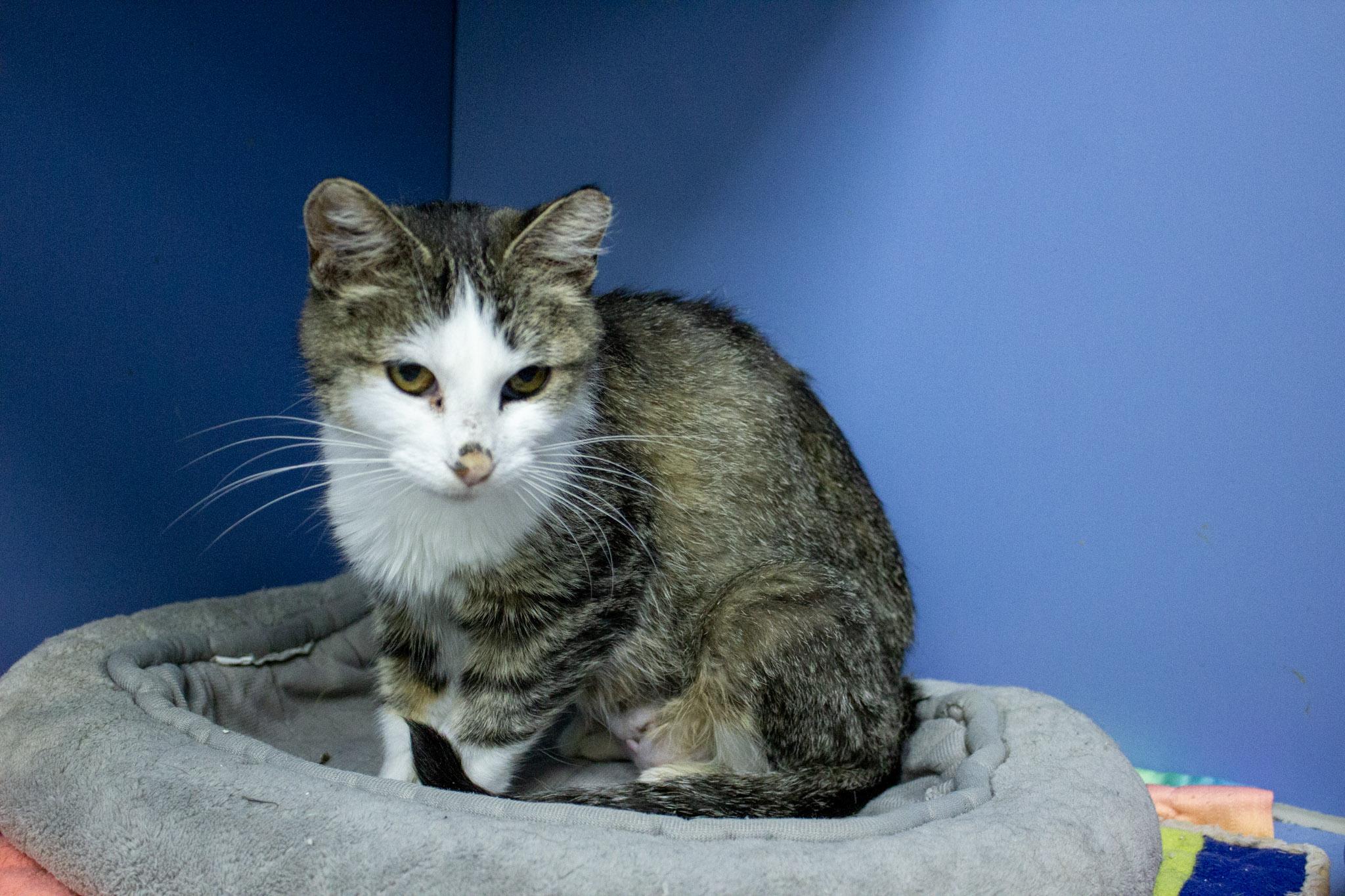 Florence, a Adoptable Domestic Short Hair in Neillsville, WI image 2/5