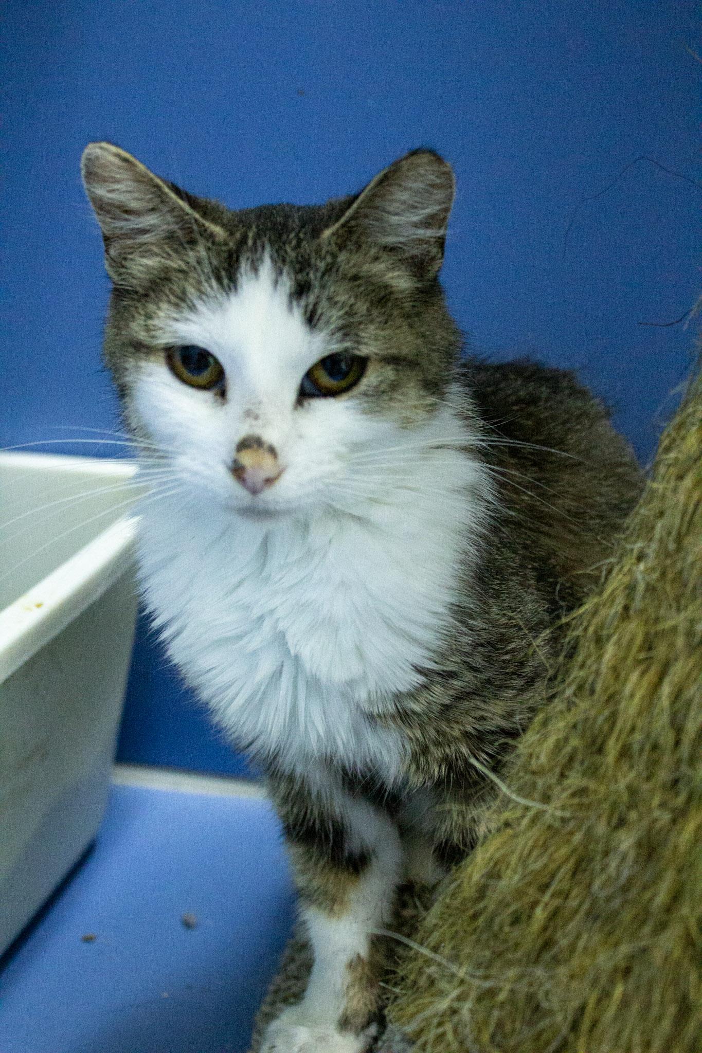 Florence, a Adoptable Domestic Short Hair in Neillsville, WI image 4/5