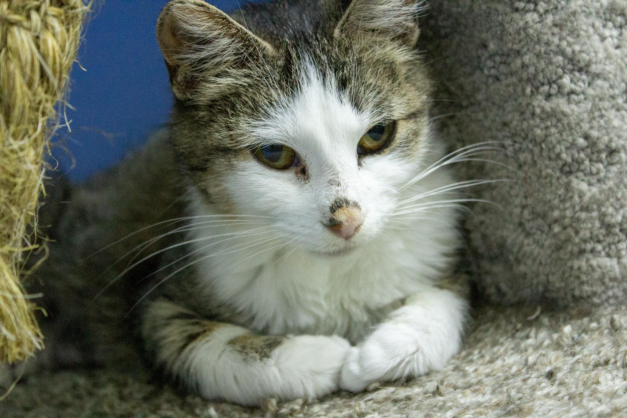 Florence, Adoptable, Adult Female Domestic Short Hair.