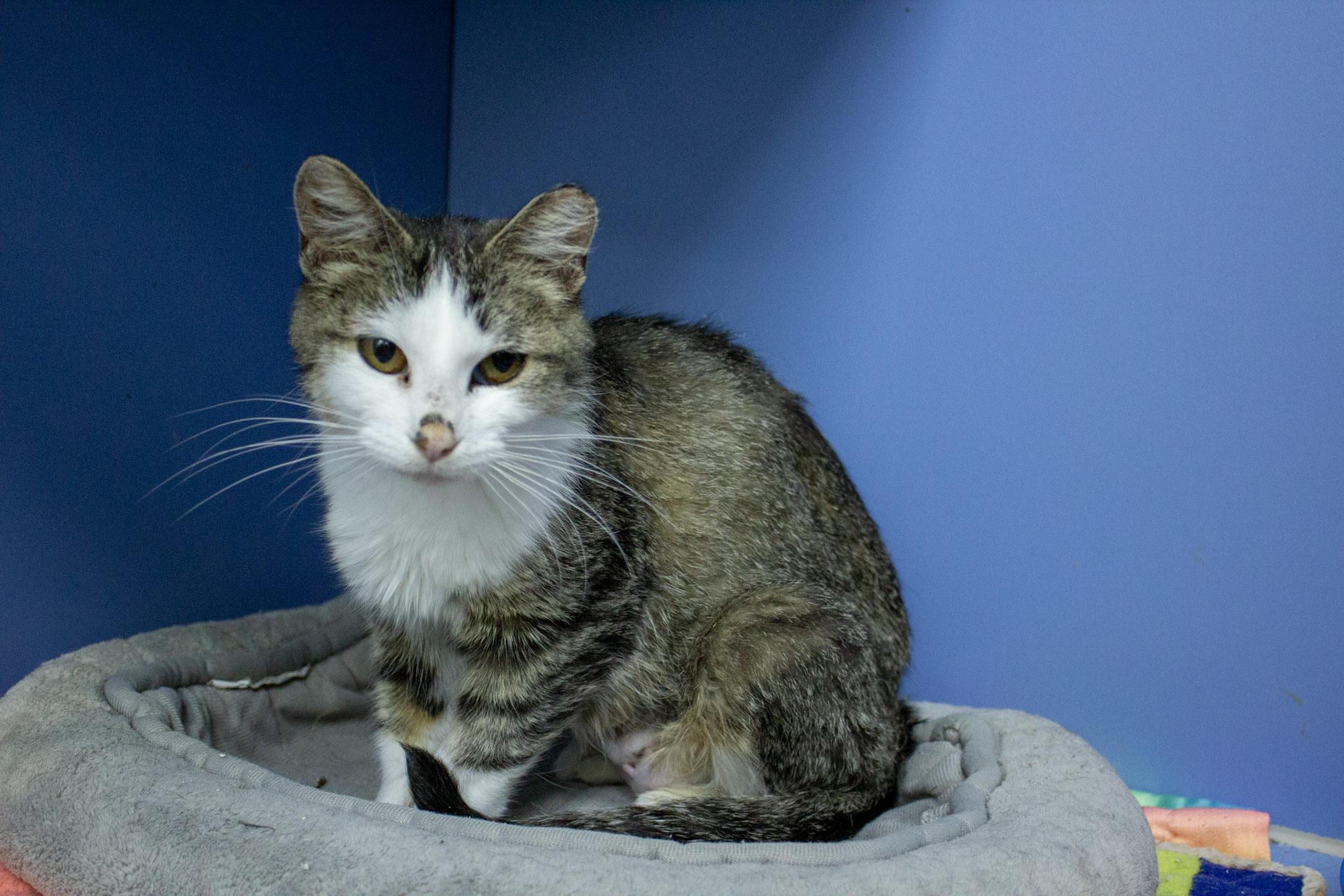 Florence, a Adoptable Domestic Short Hair in Neillsville, WI image 5/5