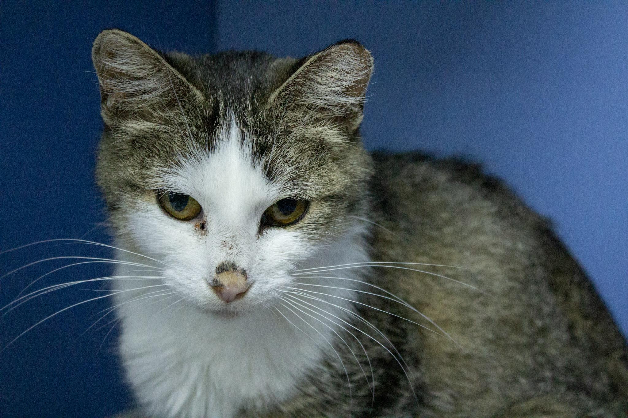 Florence, a Adoptable Domestic Short Hair in Neillsville, WI image 3/5