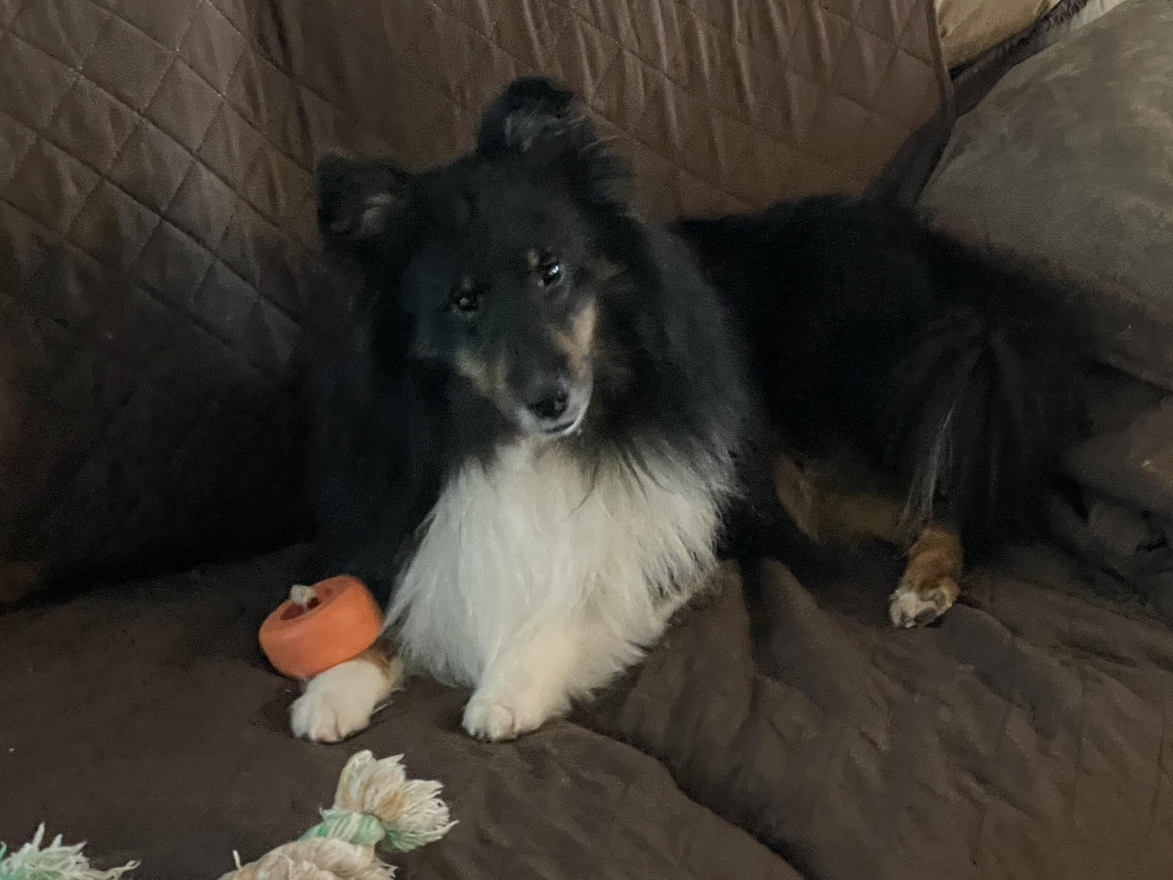 Enlarge Gunner, a ADOPTABLE Shetland Sheepdog / Sheltie in Palm Bay, FL image 1/1