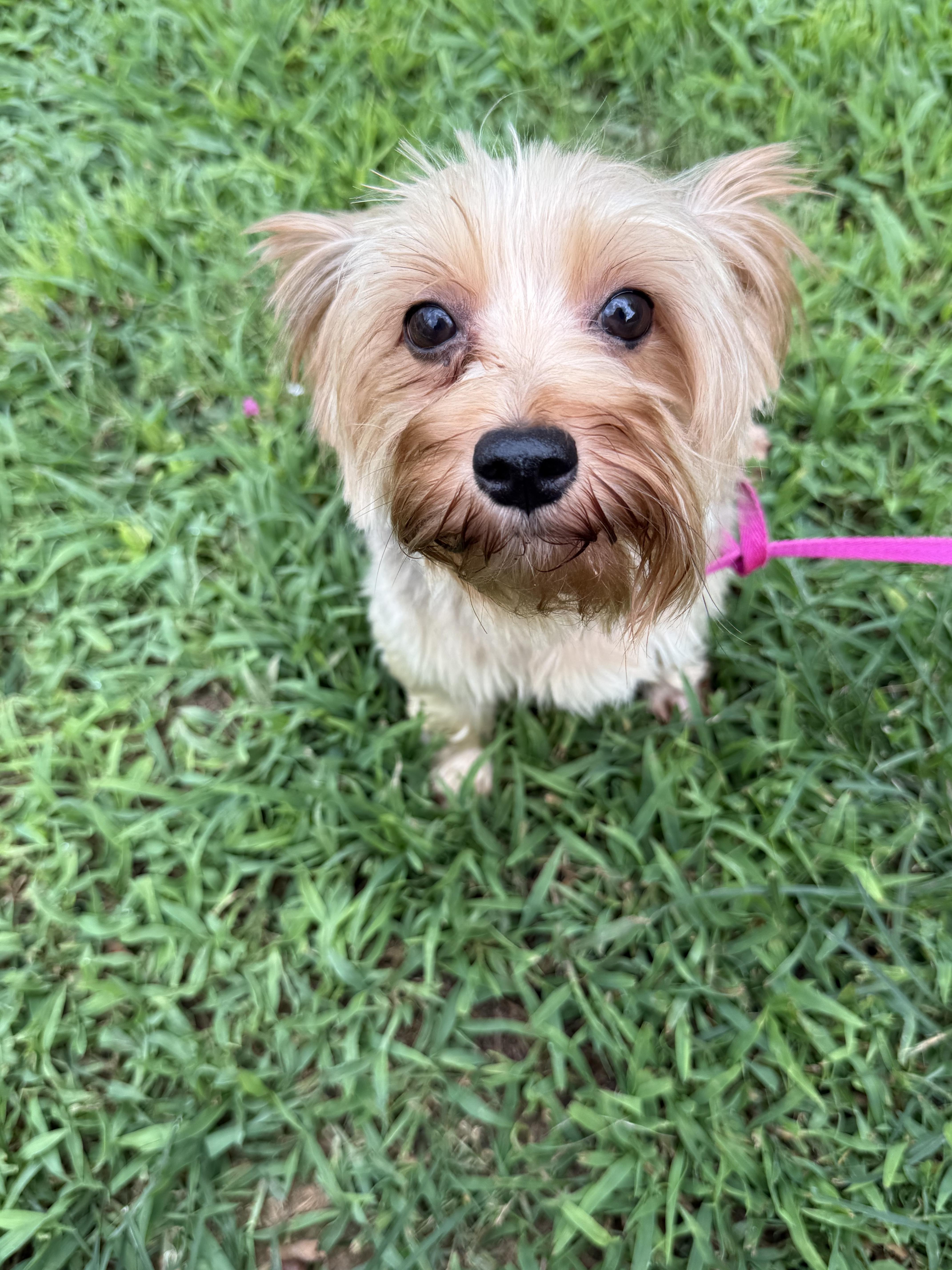 Enlarge Gypsy, an adopted Yorkshire Terrier in Hartselle, AL image 2/4