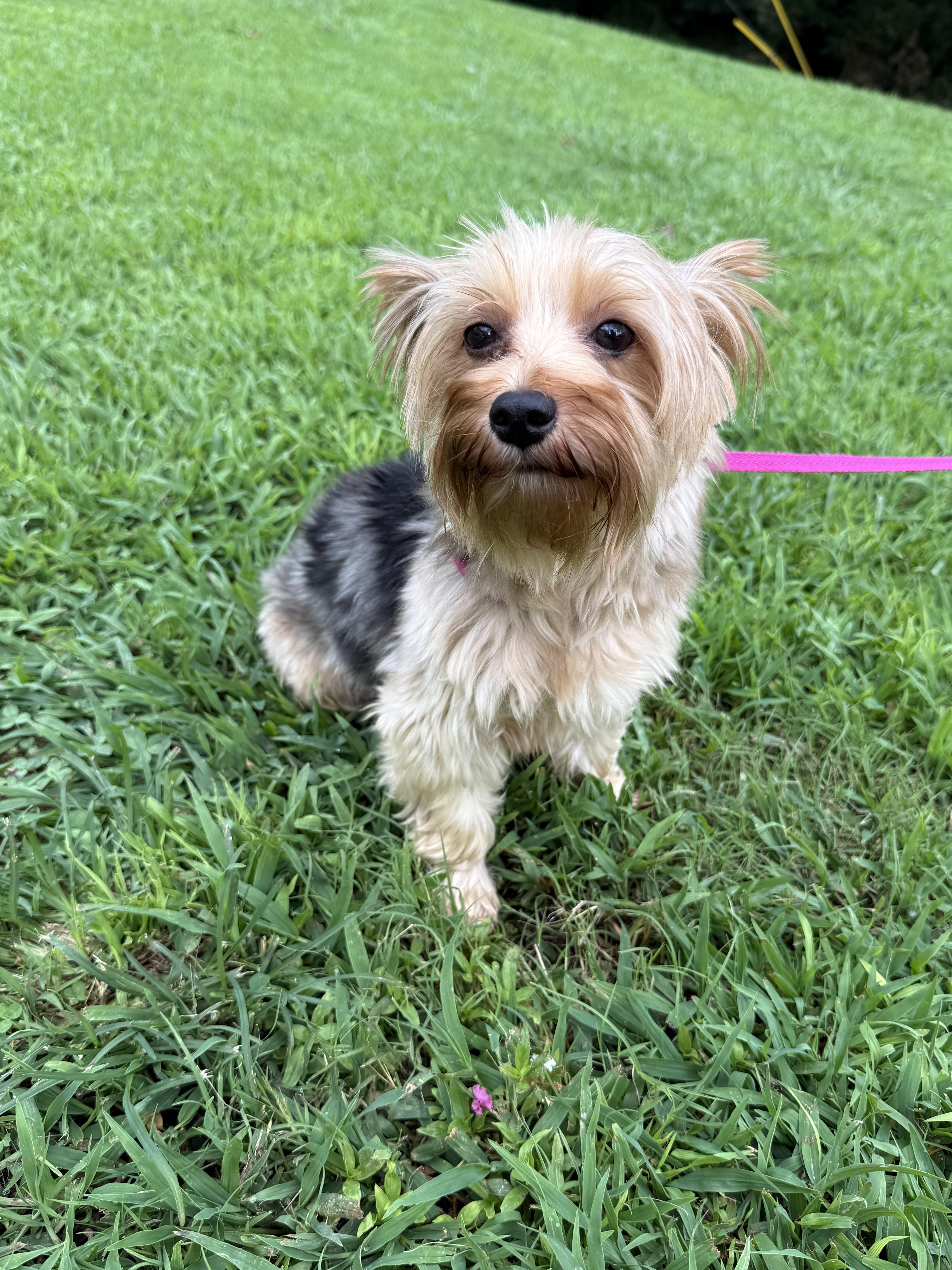 Enlarge Gypsy, an adopted Yorkshire Terrier in Hartselle, AL image 3/4