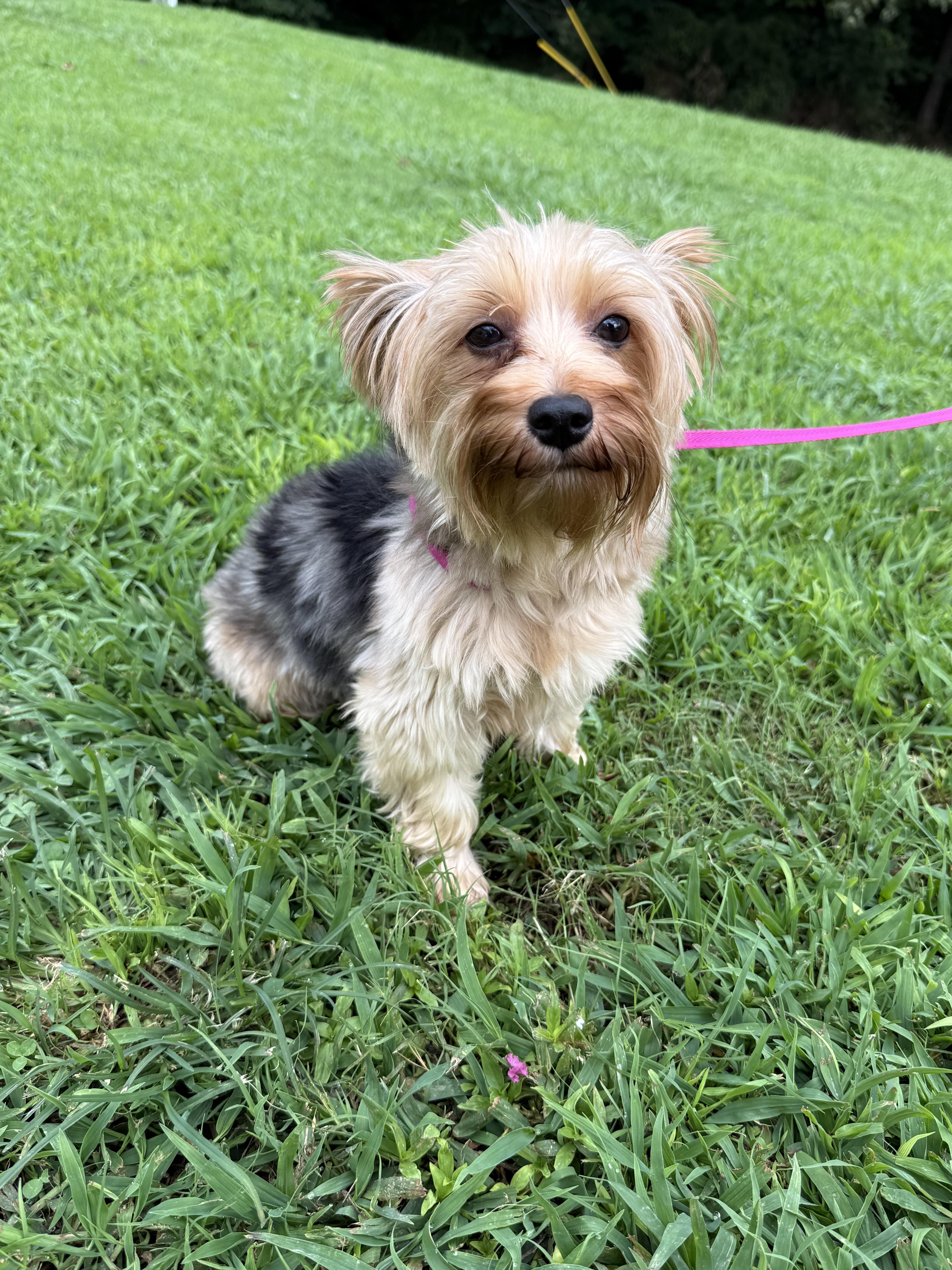 Enlarge Gypsy, an adopted Yorkshire Terrier in Hartselle, AL image 4/4