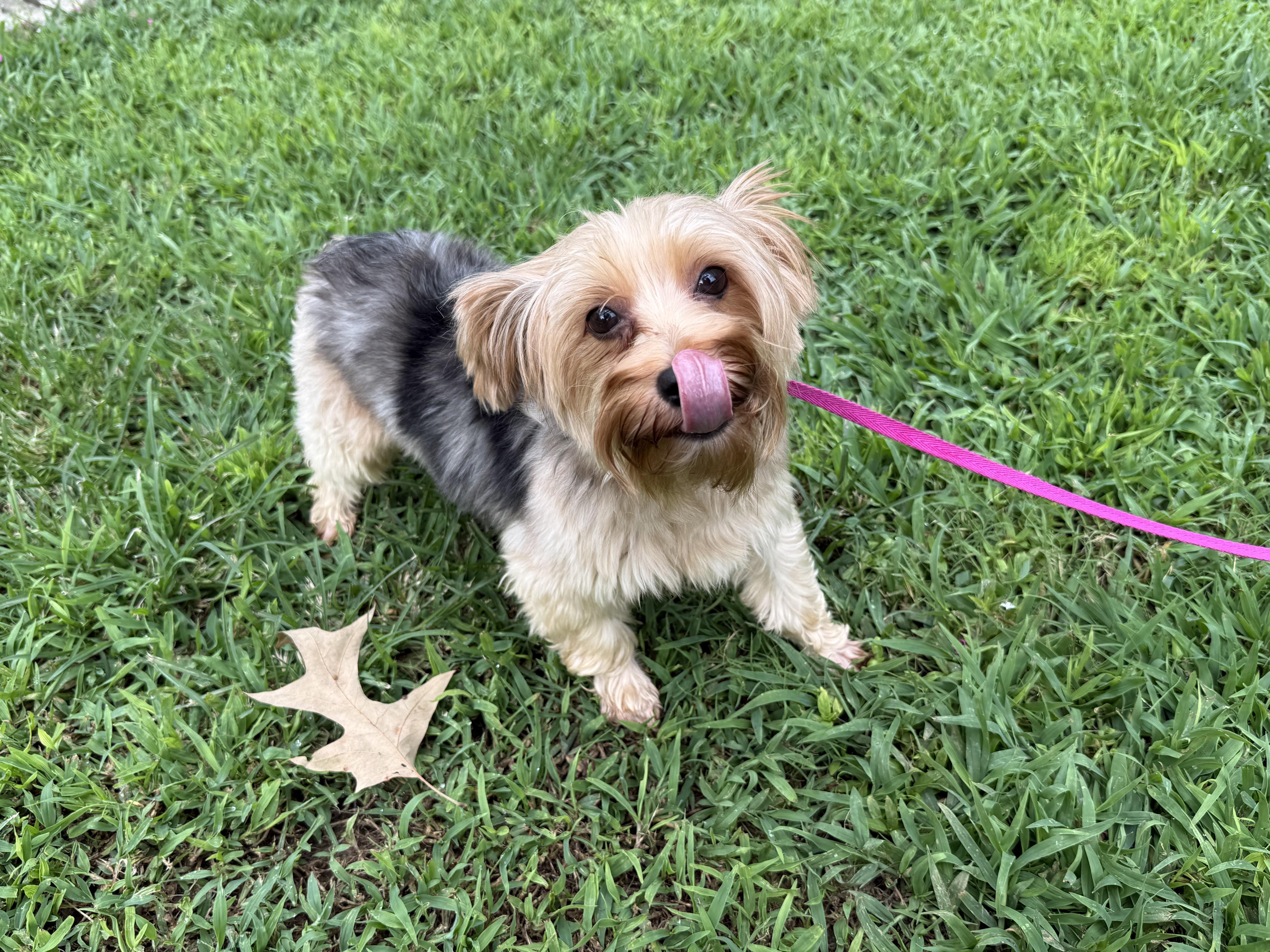 Gypsy, adopted, Adult Female Yorkshire Terrier.