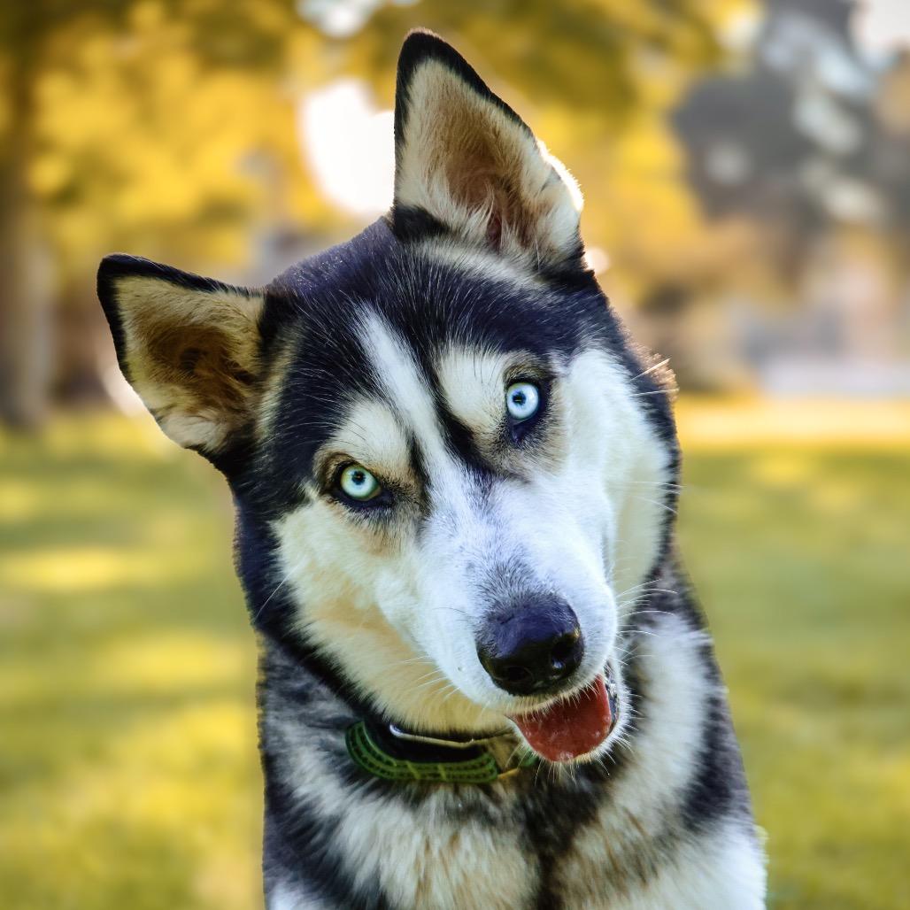 OAKLEY, Adoptable, Adult Male Siberian Husky.