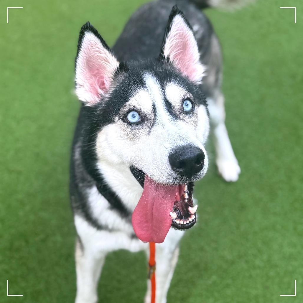 Enlarge OAKLEY, a Adoptable Siberian Husky in Upland, CA image 2/6