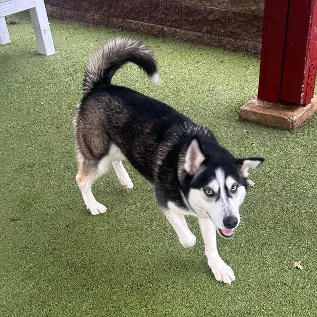 OAKLEY, a Adoptable Siberian Husky in Upland, CA image 1/6