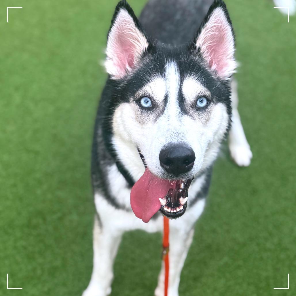 Enlarge OAKLEY, a Adoptable Siberian Husky in Upland, CA image 3/6