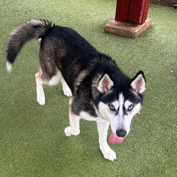OAKLEY, a Adoptable Siberian Husky in Upland, CA image 2/6
