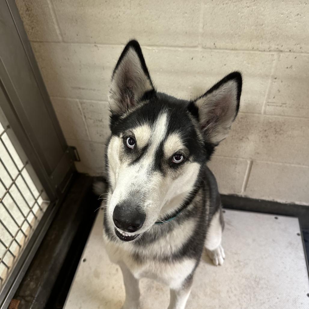 OAKLEY, a Adoptable Siberian Husky in Upland, CA image 3/6