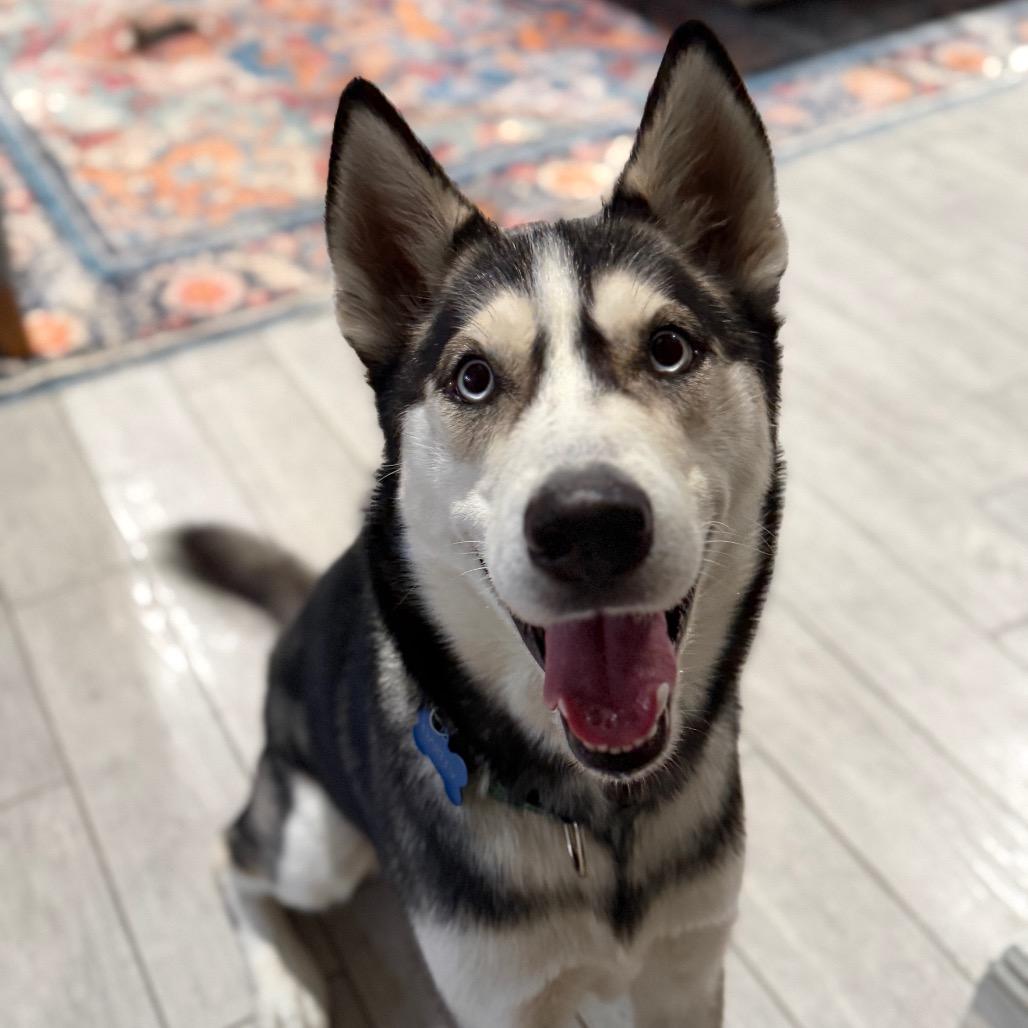 OAKLEY, a Adoptable Siberian Husky in Upland, CA image 4/6
