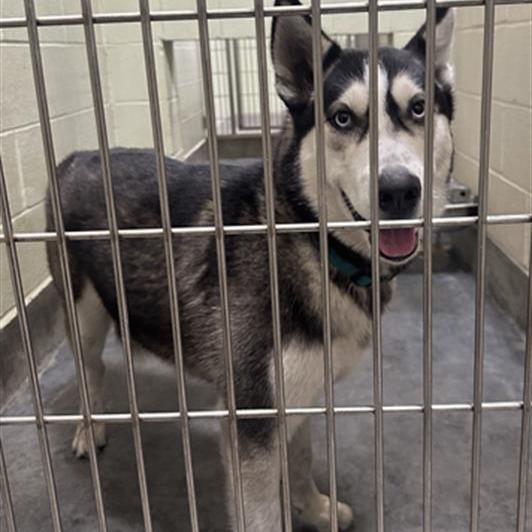 OAKLEY, a Adoptable Siberian Husky in Upland, CA image 5/6