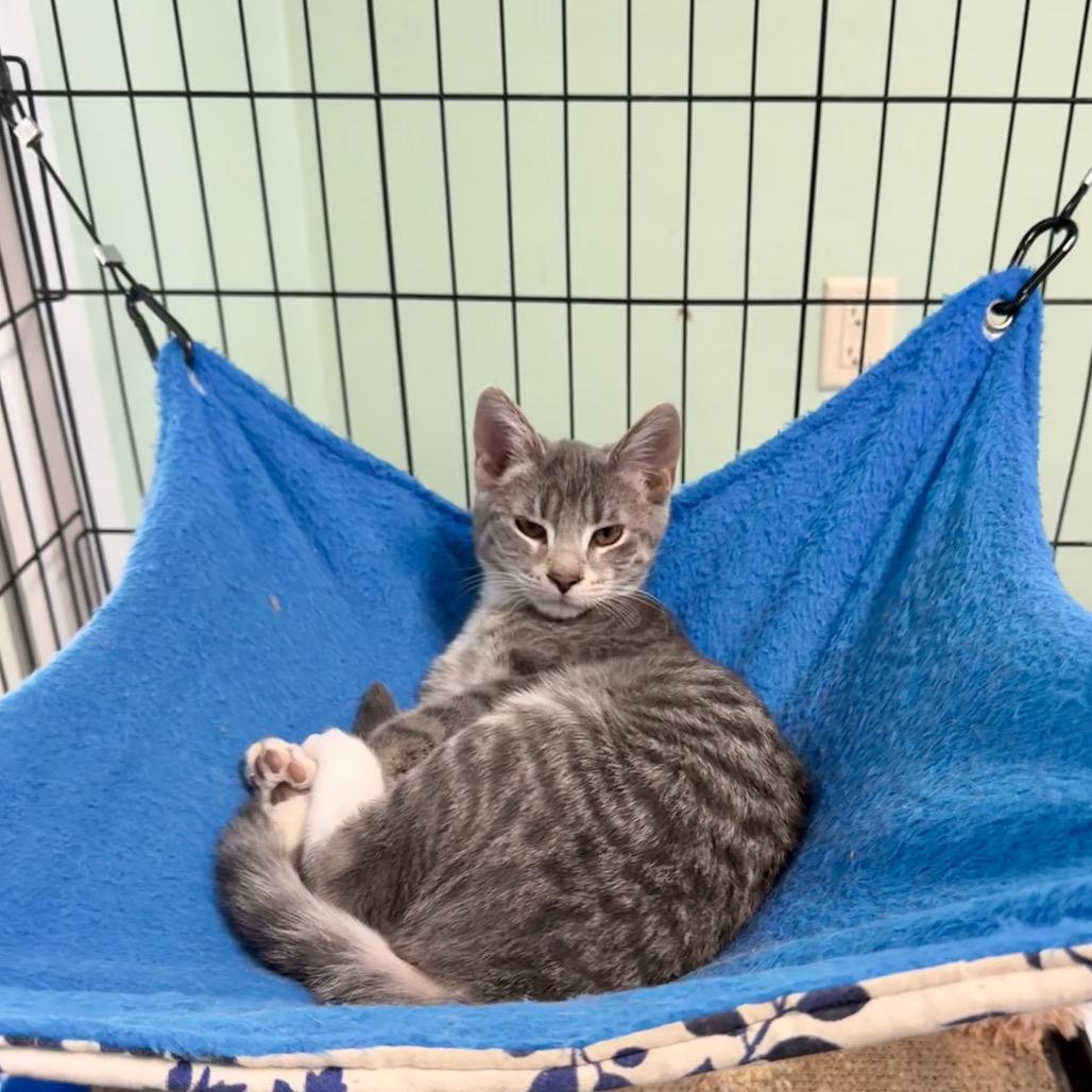 Manhattan, Adoptable, Young Female Domestic Medium Hair.