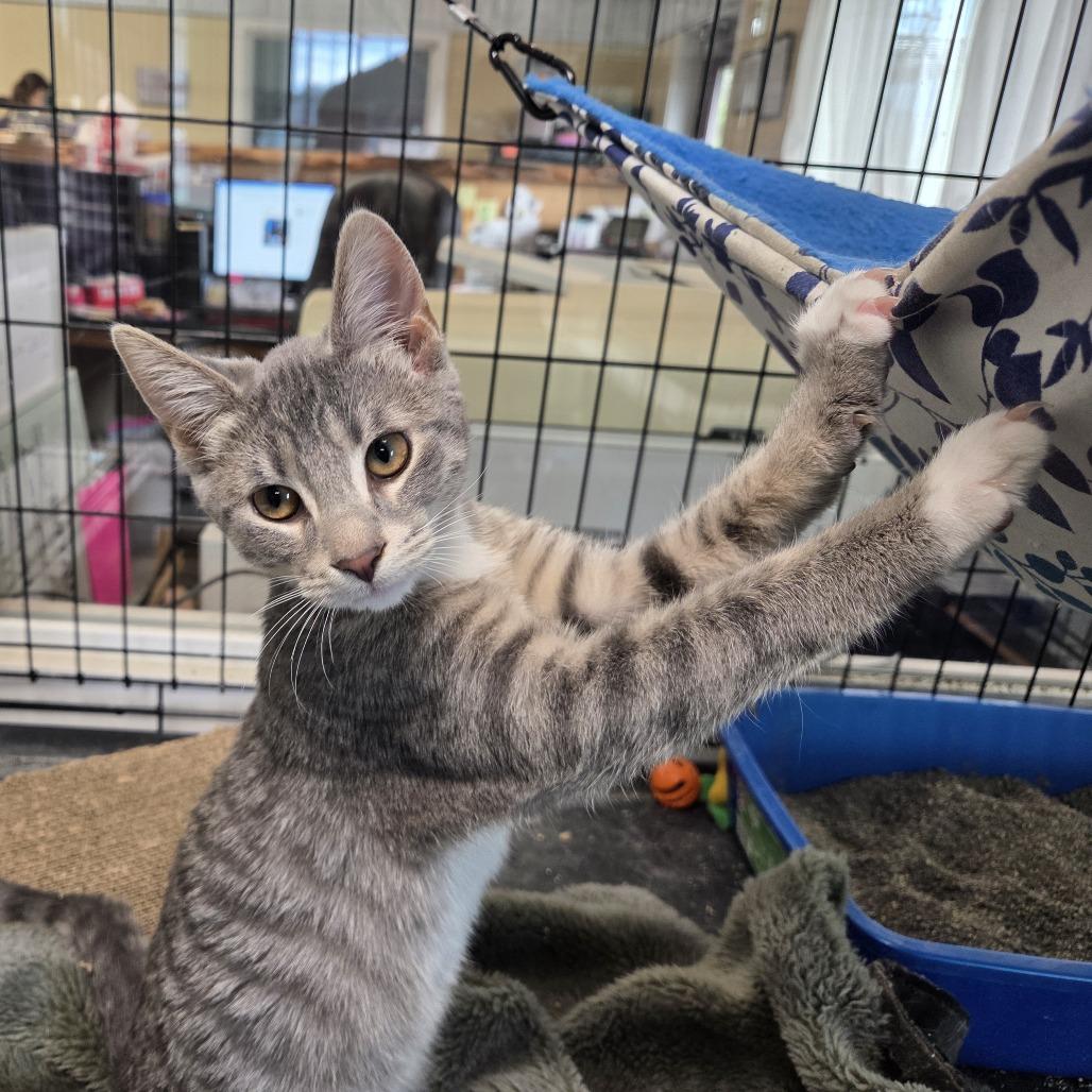 Manhattan, Adoptable, Young Female Domestic Medium Hair.