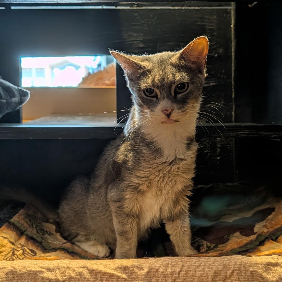 Enlarge PEGGY, a Adoptable Domestic Short Hair in Schnecksville, PA image 1/1