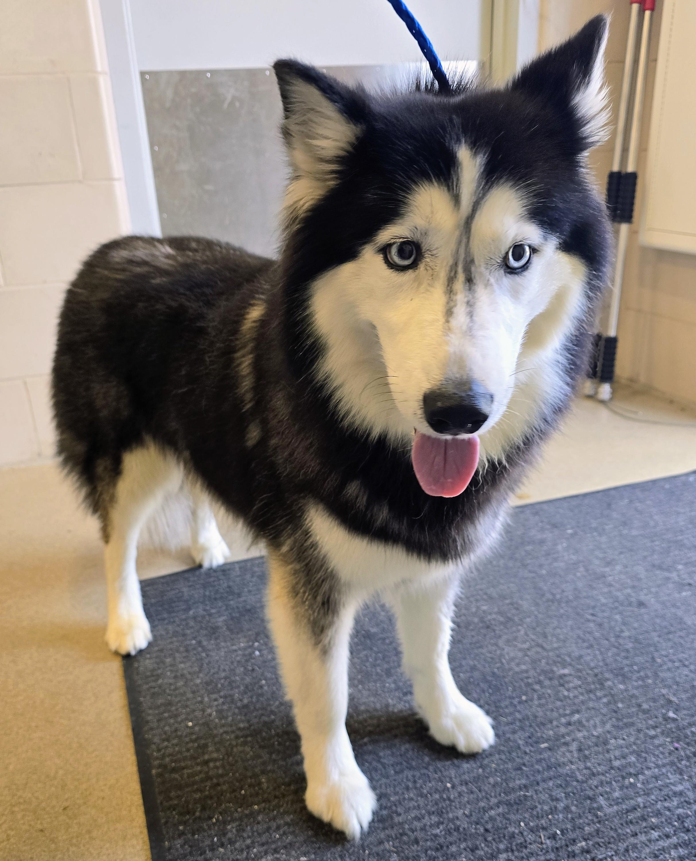 Siberian Huskies for Adoption in South Farmingdale, New York