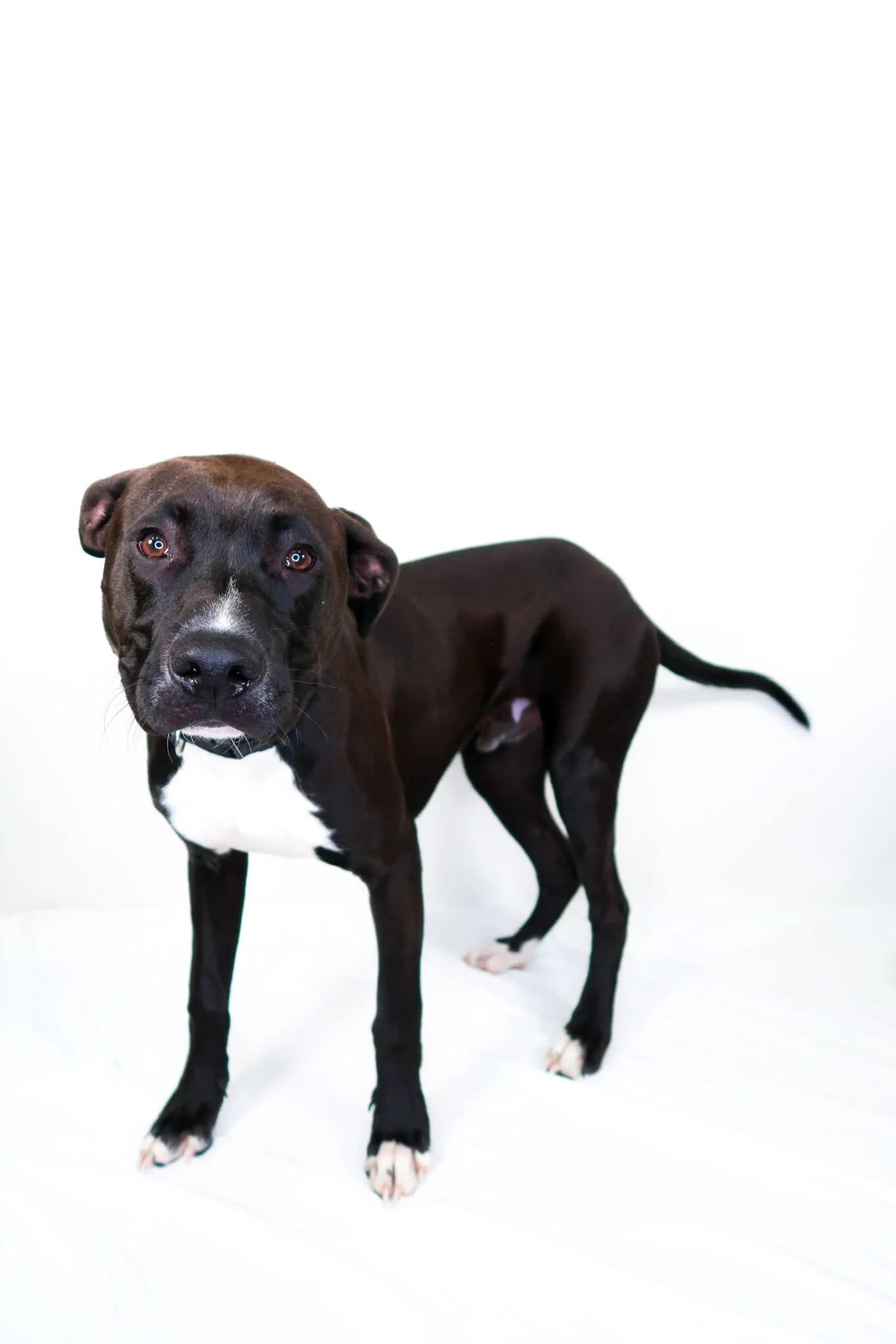 Luck, an adoptable mixed breed in Bixby, OK image 6/6