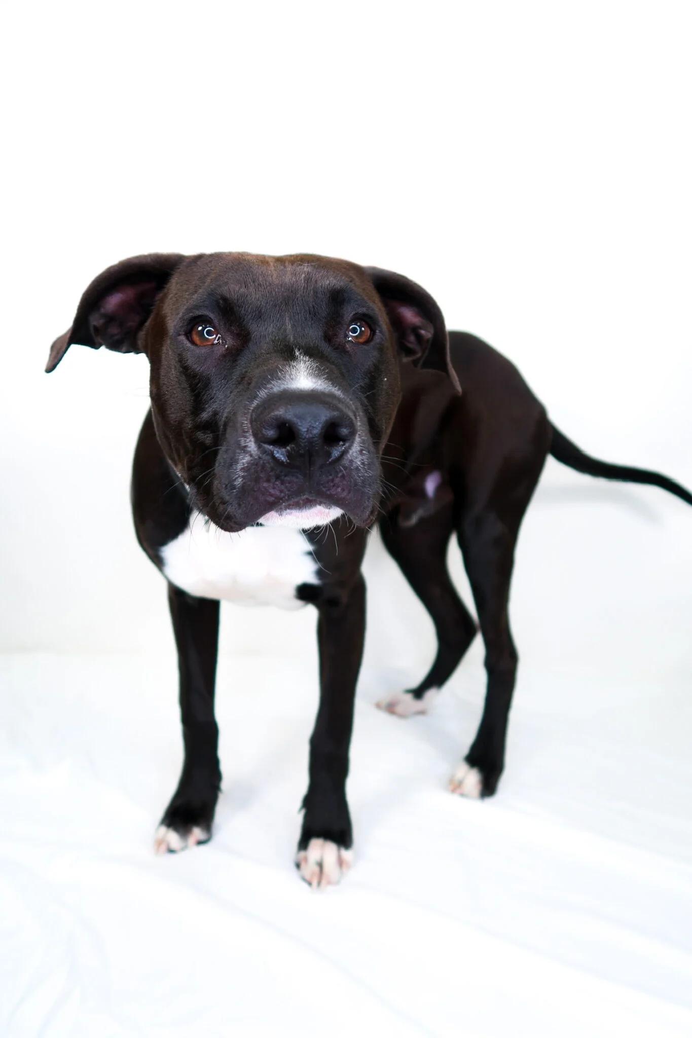 Luck, an adoptable mixed breed in Bixby, OK image 4/6