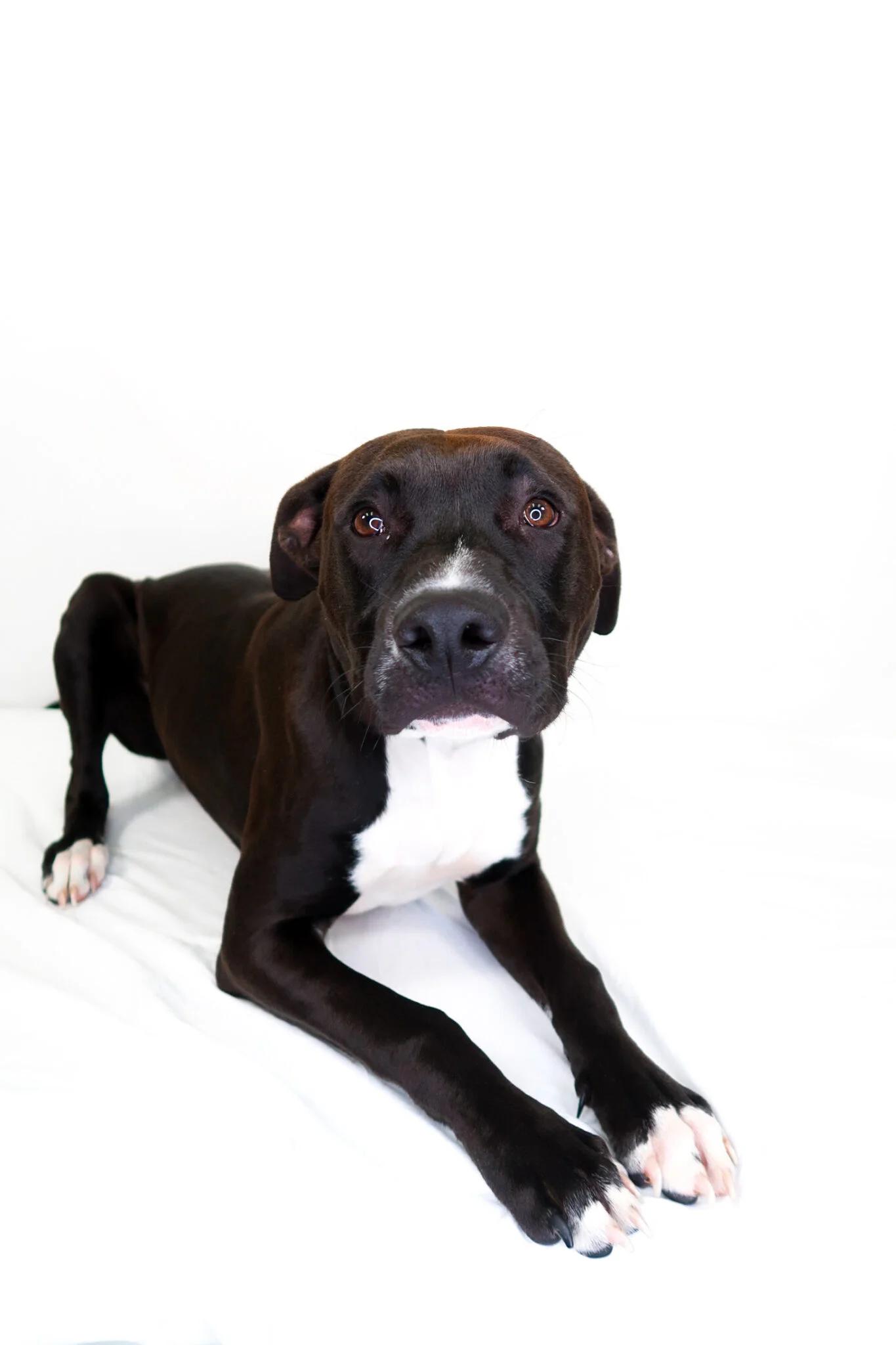 Luck, adoptable, Young Male Pit Bull Terrier.