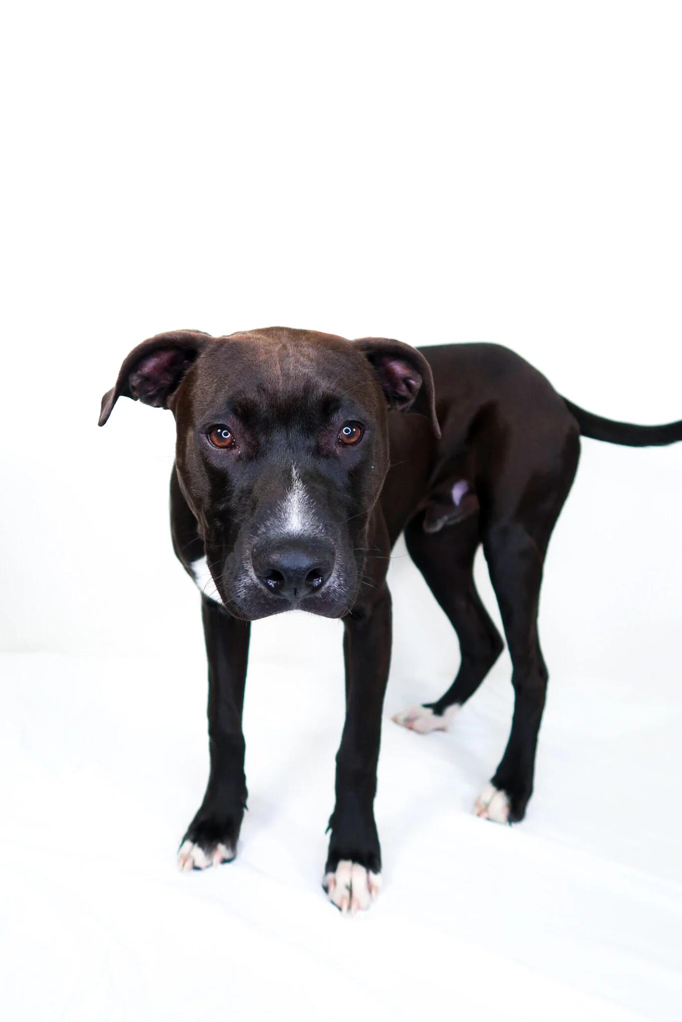 Luck, an adoptable mixed breed in Bixby, OK image 5/6