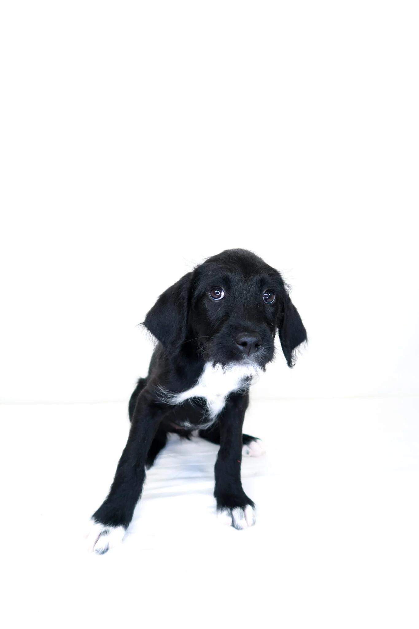Luck, an adoptable mixed breed in Bixby, OK image 3/6