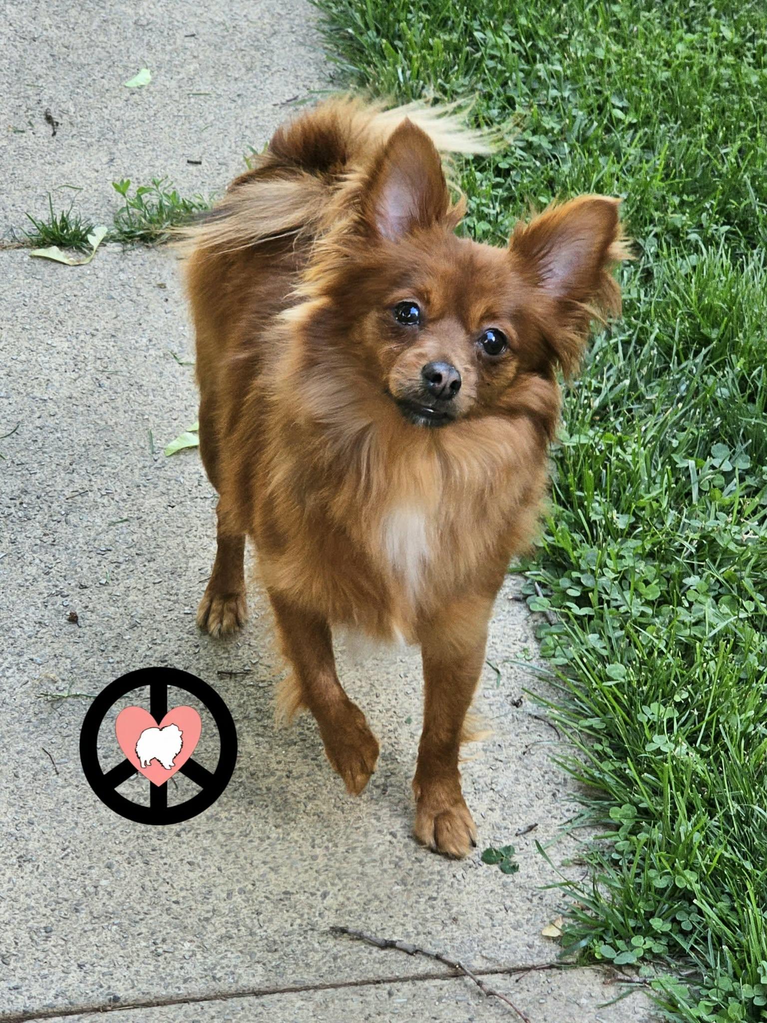 Enlarge Gail, a Adoptable mixed breed in Lebanon, PA image 1/1