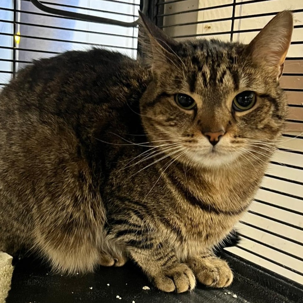 Enlarge Sabrina, a ADOPTABLE Domestic Short Hair in St Leonard, MD image 1/1