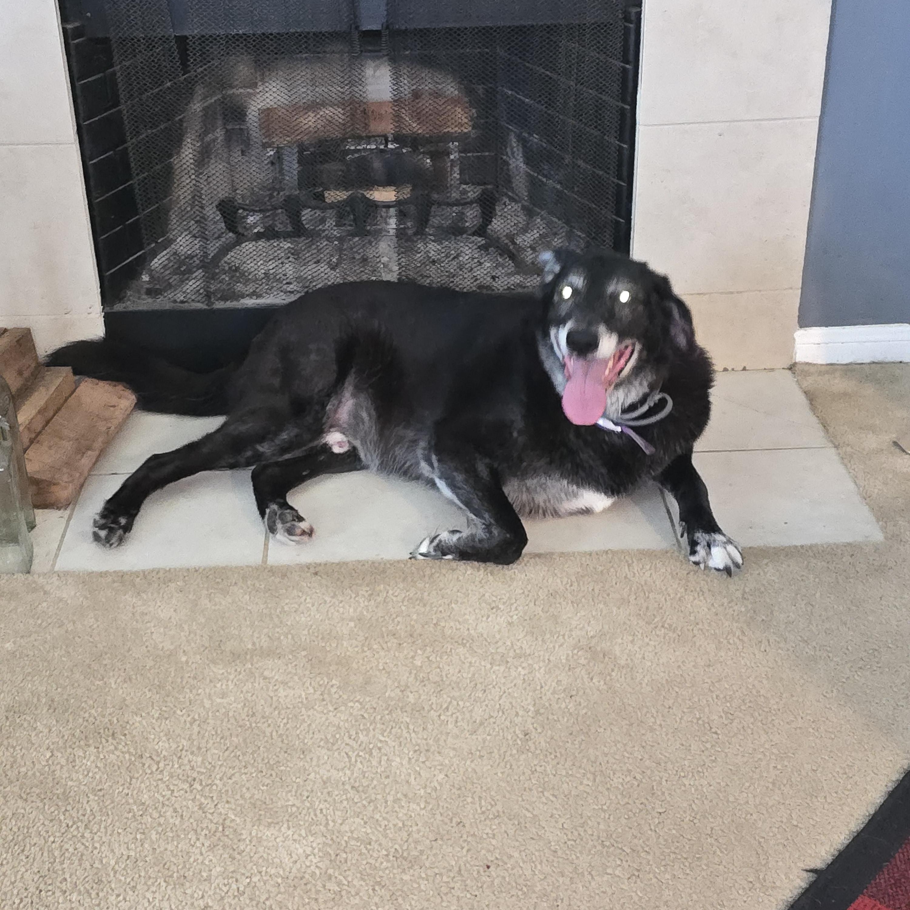 Enlarge Major, a Adopted mixed breed in Hockley, TX image 1/1