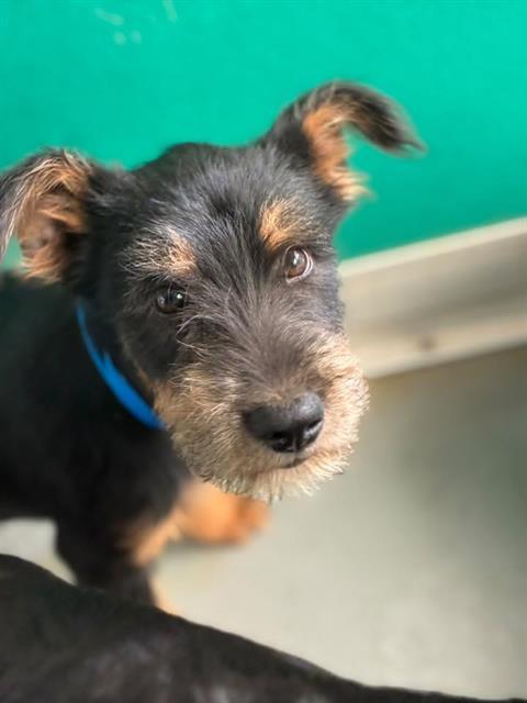RUSSEL, Adoptable, Puppy Male Rottweiler & Mixed Breed.