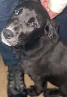 Jackson, Adoptable, Puppy Male Labrador Retriever.