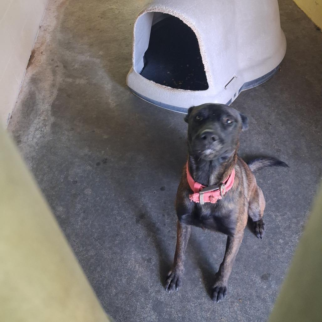 Huckleberry, Adoptable, Adult Male Dutch Shepherd.