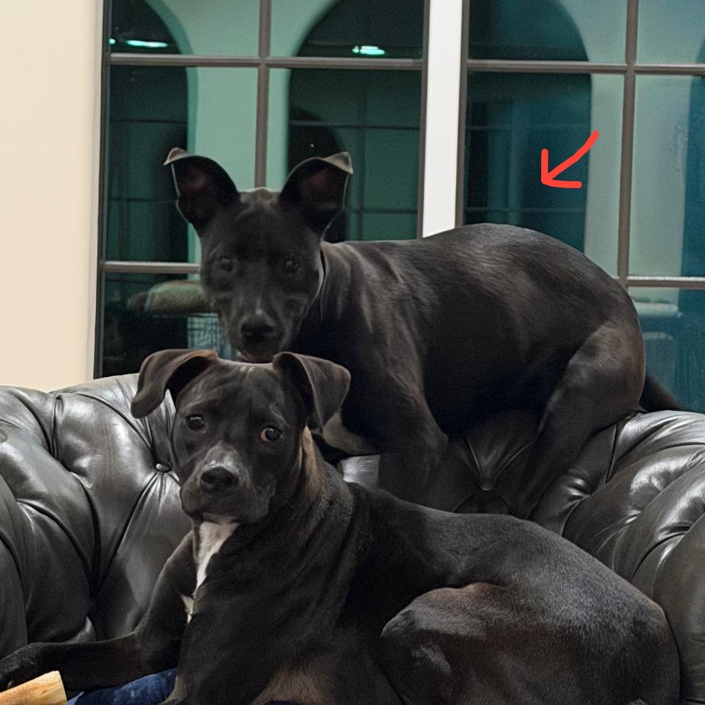 Enlarge Sadie, a Adoptable Mixed Breed in Birmingham, AL image 1/2