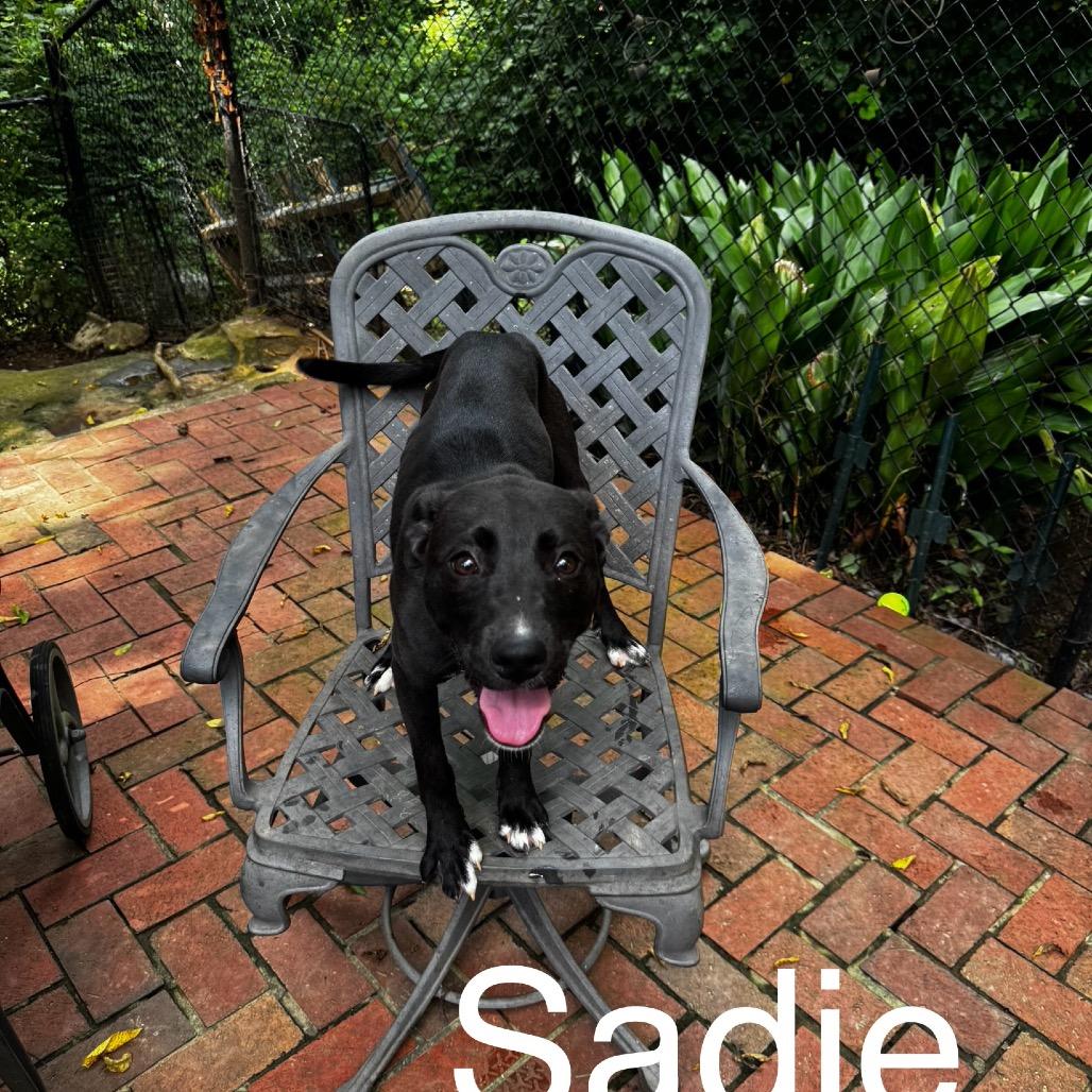 Enlarge Sadie, a Adoptable Mixed Breed in Birmingham, AL image 1/1